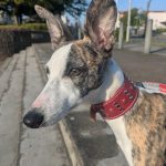 ウィペットの写真