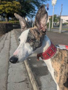 ウィペットの写真