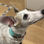 ウィペットの写真