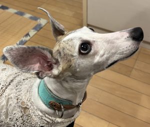 うちの子写真館