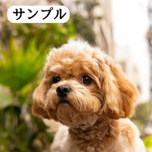 トイプーの写真