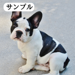 フレブルの写真