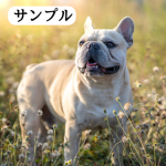 フレブルの写真