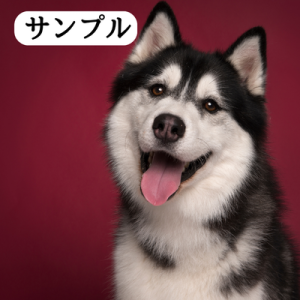 ハスキーの写真