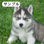 ハスキーの写真