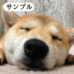 柴犬の写真