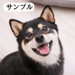 柴犬の写真