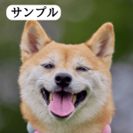 柴犬の写真