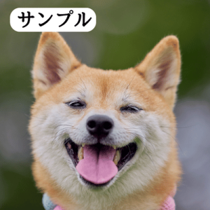 柴犬の写真