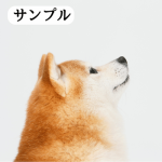 柴犬の写真