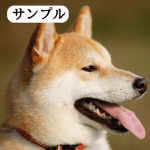 柴犬の写真