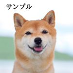 柴犬の写真