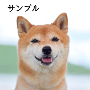 柴犬の写真