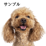 トイプーの写真