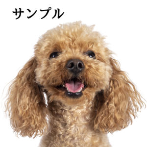 トイプーの写真