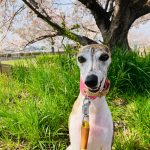ウィペットの写真