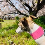 ウィペットの写真