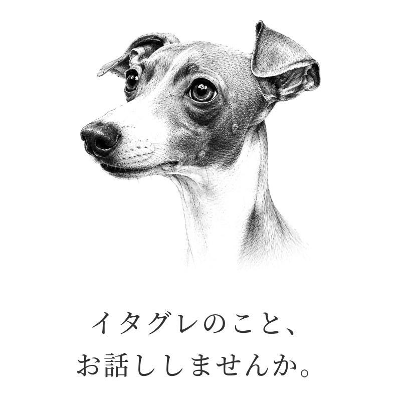 イタグレのこと、お話ししませんか。