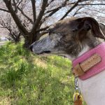 うちの子の写真