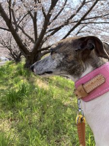 うちの子の写真